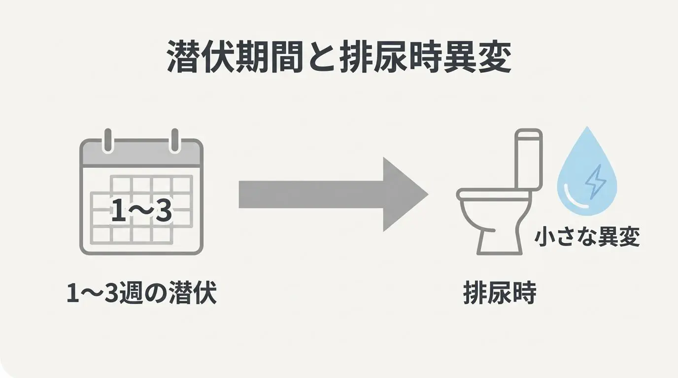 クラミジアと淋病の症状・潜伏期間の違いの比較図
