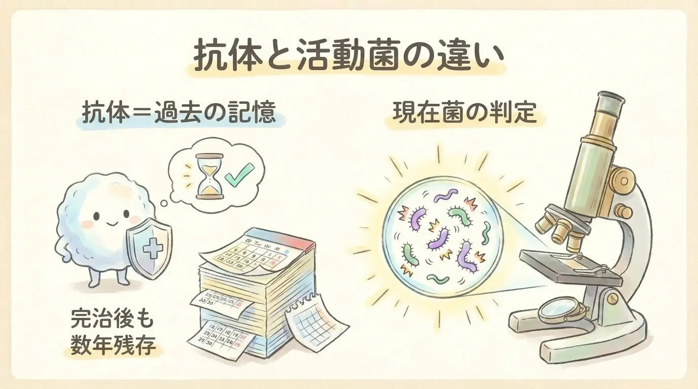 過去感染による抗体陽性と現在活動菌のPCR検査の違い